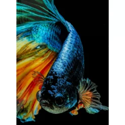 Glasbild Aqua Queen Fish 100X100Cm