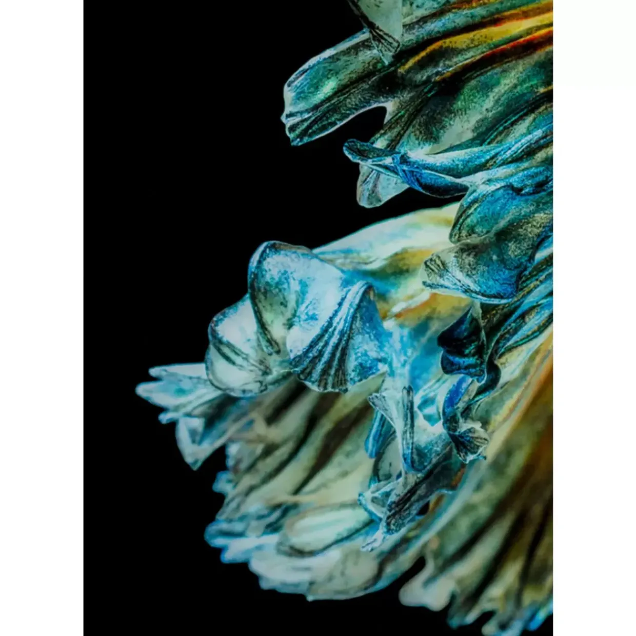 Glasbild Aqua Queen Fish 100X100Cm