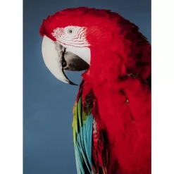 Glasbild Twin Parrot 80X120Cm