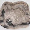 Platte Kristalmeer Versteinertes Holz